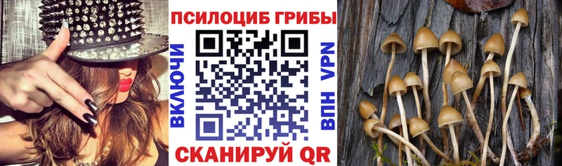 Галлюциногенные грибы Psilocybine cubensis  Гусь-Хрустальный 